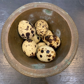 Tinamou Egg - South American bird