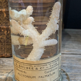 Museum jar - Wet specimen - Soft coral Alcyonium palmatum