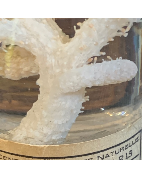 Museum jar - Wet specimen - Soft coral Alcyonium palmatum