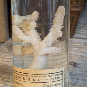 Museum jar - Wet specimen - Soft coral Alcyonium palmatum