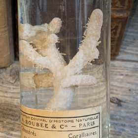 Spécimen en fluide - Flûte Muséum: Corail mou Alcyonium palmatum