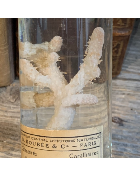 Museum jar - Wet specimen - Soft coral Alcyonium palmatum