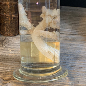 Museum jar - Wet specimen - Soft coral Alcyonium palmatum