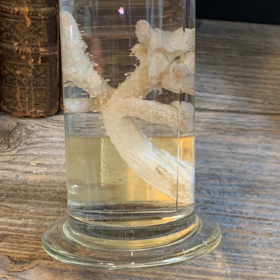 Spécimen en fluide - Flûte Muséum: Corail mou Alcyonium palmatum