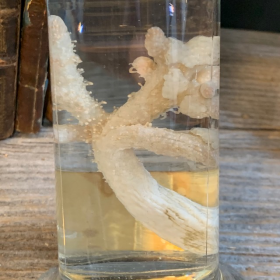 Museum jar - Wet specimen - Soft coral Alcyonium palmatum