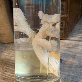 Museum jar - Wet specimen - Soft coral Alcyonium palmatum