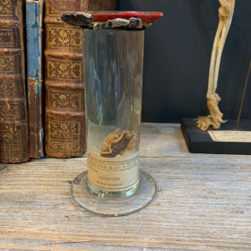 Spécimen en fluide - Flûte Muséum: Scorpion (Butus occitanus)