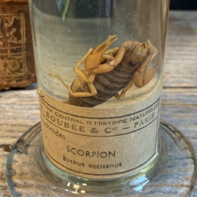 Museum jar - Wet specimen - Scorpion (Butus occitanus)