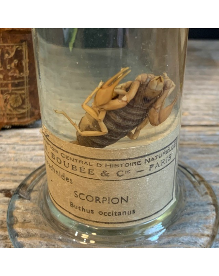 Museum jar - Wet specimen - Scorpion (Butus occitanus)