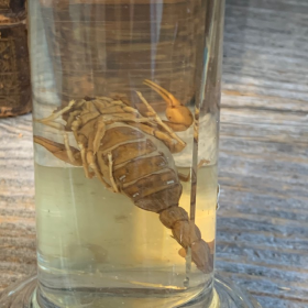 Museum jar - Wet specimen - Scorpion (Butus occitanus)