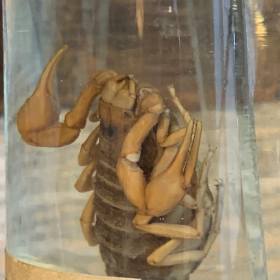 Museum jar - Wet specimen - Scorpion (Butus occitanus)