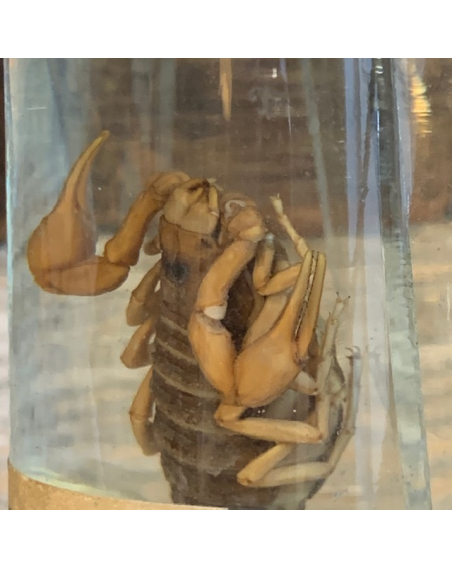 Museum jar - Wet specimen - Scorpion (Butus occitanus)