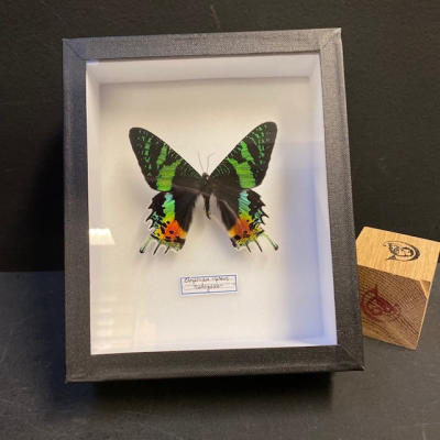 Entomological Box - Chrysiridia rhipheus Butterfly - Sunset moth