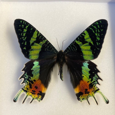 Entomological Box - Chrysiridia rhipheus Butterfly - Sunset moth