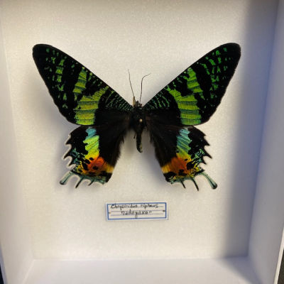 Entomological Box - Chrysiridia rhipheus Butterfly - Sunset moth