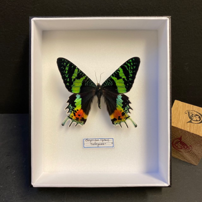 Entomological Box - Chrysiridia rhipheus Butterfly - Sunset moth