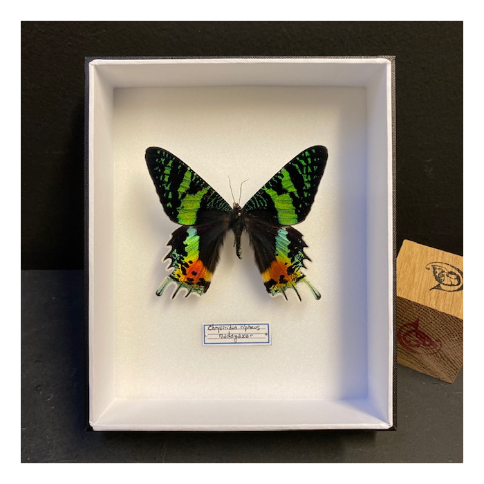 Entomological Box - Chrysiridia rhipheus Butterfly - Sunset moth