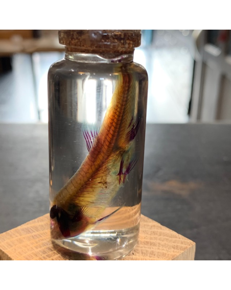 Skeleton of a diaphanous Minnow Fish in jar - Biological preparation