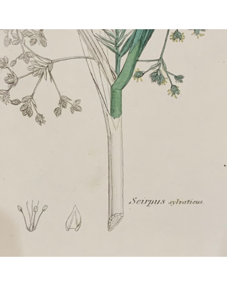 Planche - Gravure ancienne d'Histoire Naturelle - Botanique