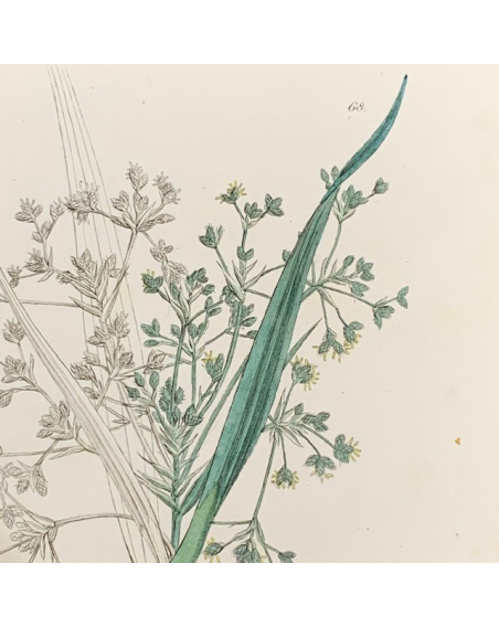 Old engraving -board of Natural History - XIXth century- Botanic