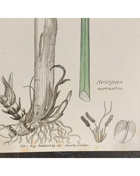 Old engraving -board of Natural History - XIXth century- Botanic