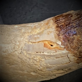 Dent fossile de Basilosaurus - du Maroc - Eocène