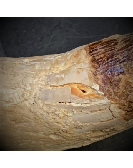 Fossil tooth of Basilosaurus - from Morocco - Priabonian period