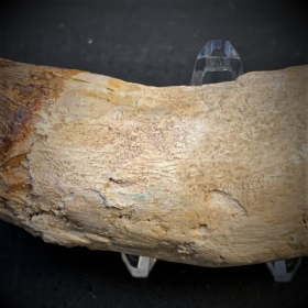 Dent fossile de Basilosaurus - du Maroc - Eocène