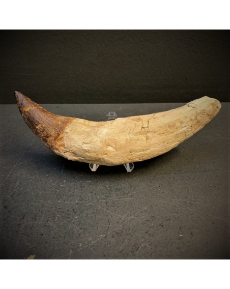 Fossil tooth of Basilosaurus - from Morocco - Priabonian period