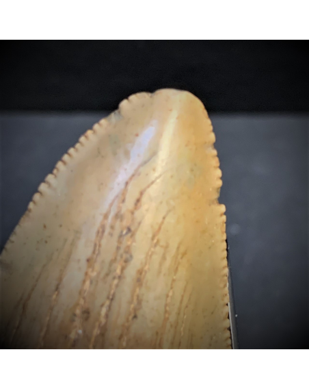 Shark tooth fossil - Otodus angustidens - East Coast USA - Oligocene period
