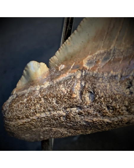 Shark tooth fossil - Otodus angustidens - East Coast USA - Oligocene period