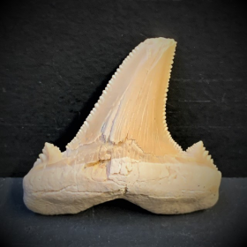 Shark fossil tooth - Otodus sokolovi - Morocco - Eocene period