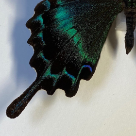 Cadre entomologique - Papilio Maackii