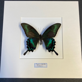 Cadre entomologique - Papilio Maackii