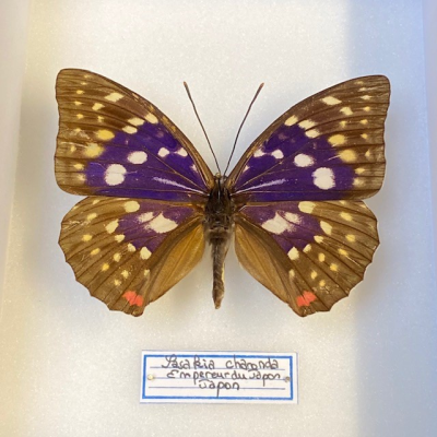 Entomological box Butterfly Sasakia Charonda - Emperor of Japan