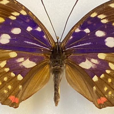 Sasakia Charonda (Empereur du Japon) - Boite entomologique 12x15cm