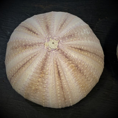 Purple sea urchin