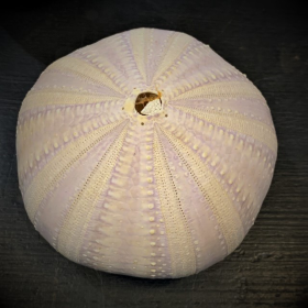 Test d'oursin violet -...