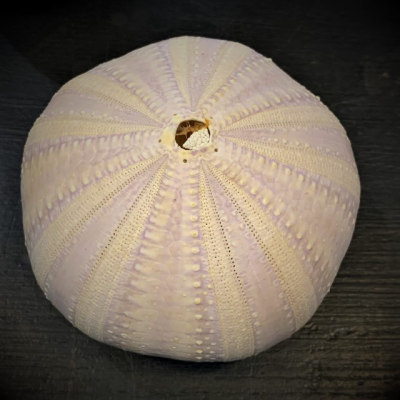 test oursin violet oursin rose - Océan Pacifique
