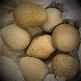 Partridge Egg - Coturnix japonica