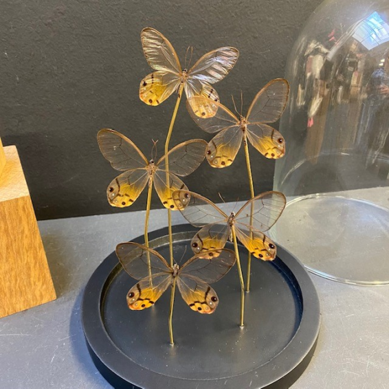 Flight of butterflies: Haetera piera under glass