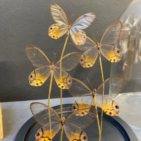 Flight of butterflies: Haetera piera under glass