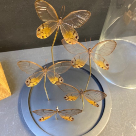 Flight of butterflies: Haetera piera under glass