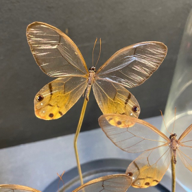 Flight of butterflies: Haetera piera under glass