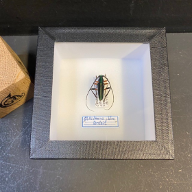 callichroma Chloé - Boite entomologique 10x10