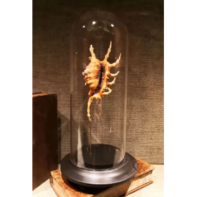 Matuta lunaris (Ashtoret lunaris) crab - Yellow moon crab under glass