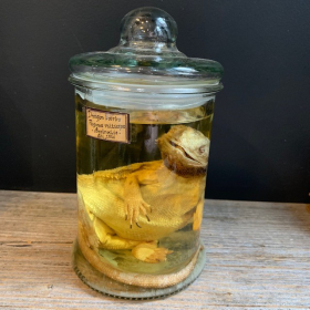 Bearded dragon - Pogona vitticeps - Bearded agama - Museum jar - Wet specimen