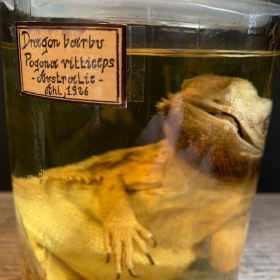 Bearded dragon - Pogona vitticeps - Bearded agama - Museum jar - Wet specimen