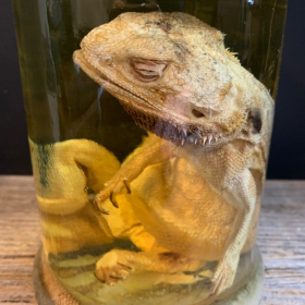 Bearded dragon - Pogona vitticeps - Bearded agama - Museum jar - Wet specimen