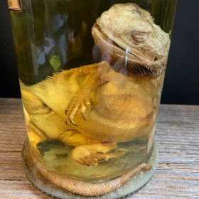 Bearded dragon - Pogona vitticeps - Bearded agama - Museum jar - Wet specimen